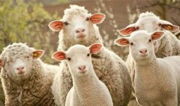 羊了个羊吃瓜娱乐,吃瓜娱乐背后的网络狂欢