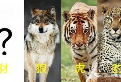 豺狼虎豹图片,野性呼唤的自然王者