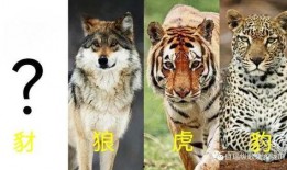 豺狼虎豹图片,野性呼唤的自然王者