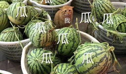 娱乐吃瓜壁纸图片