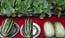 娱乐吃瓜壁纸图片