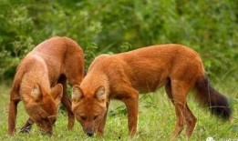 豺狼虎豹图片,野性呼唤的自然王者