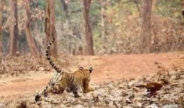 豺狼虎豹图片,野性呼唤的自然王者