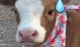 娱乐吃瓜酱高清