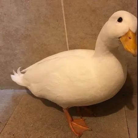 娱乐吃瓜鸭鸭鸭视频