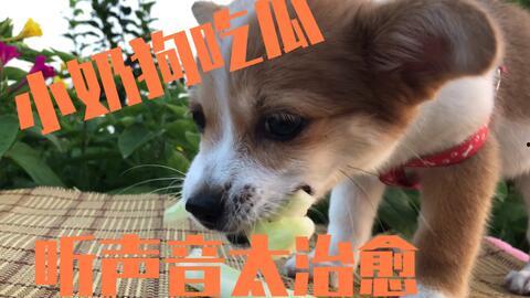 娱乐吃瓜君奶狗